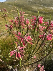 Erica densifolia