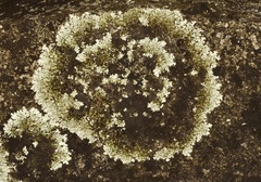 Xanthoparmelia conspersa