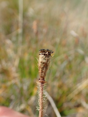 Papaver croceum