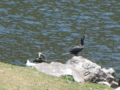 Chroicocephalus serranus