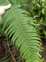 Amauropelta rudis