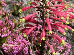 Erica densifolia