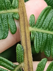 Amauropelta rudis