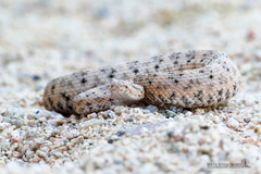 Crotalus mitchellii