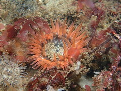 Anthopleura artemisia