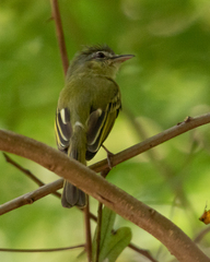 Tolmomyias