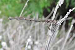 Austrolestes annulosus