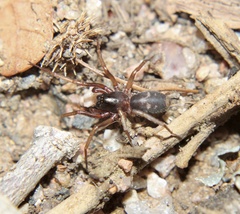 Falconina gracilis
