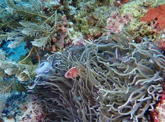 Amphiprion perideraion