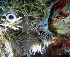 Heteractis crispa