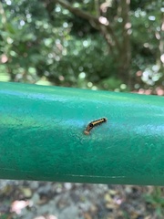 Orvasca subnotata