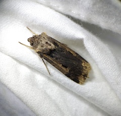 Feltia subterranea