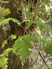 Acer glabrum