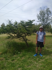 Vachellia schaffneri