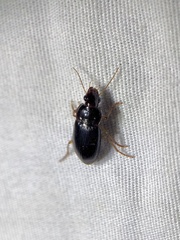 Notiobia terminata