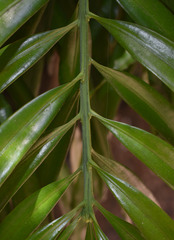 Podocarpus grayae