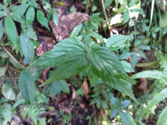 Viburnum luzonicum