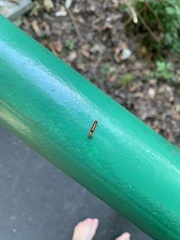 Orvasca subnotata