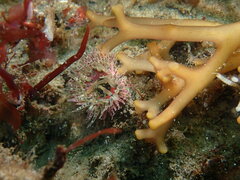 Anthopleura artemisia