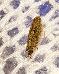 Scaphoideus