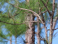 Pinus elliottii densa