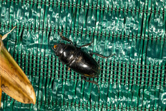 Prosopocoilus girafa