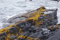 Ahnfeltiopsis concinna