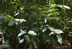 Dysoxylum arborescens