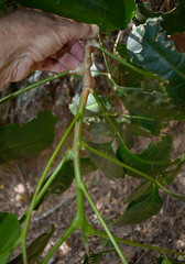 Dysoxylum arborescens