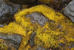 Ahnfeltiopsis concinna