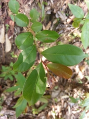 Glochidion rubrum
