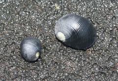 Nerita picea