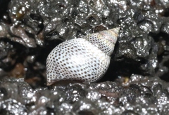 Littoraria pintado