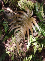 Dryopteris varia