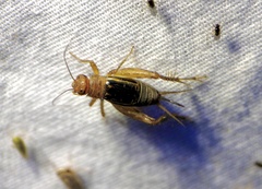 Anurogryllus arboreus