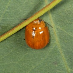 Paropsisterna cloelia