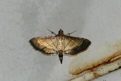 Cnaphalocrocis