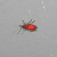 Leptocoris