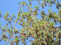 Polylepis