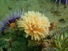 Eudistylia polymorpha