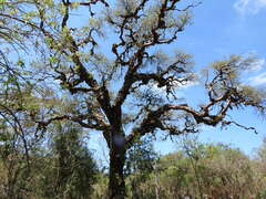 Polylepis