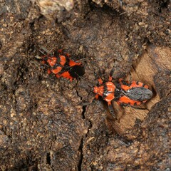 Tegea atropicta