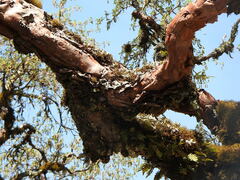 Polylepis