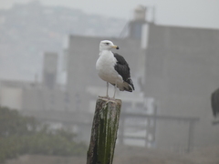 Larus dominicanus