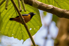 Euphonia rufiventris