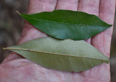 Heritiera polyandra