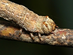 Scioglyptis lyciaria