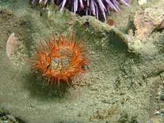 Anthopleura artemisia
