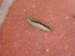 Trichiocercus sparshalli