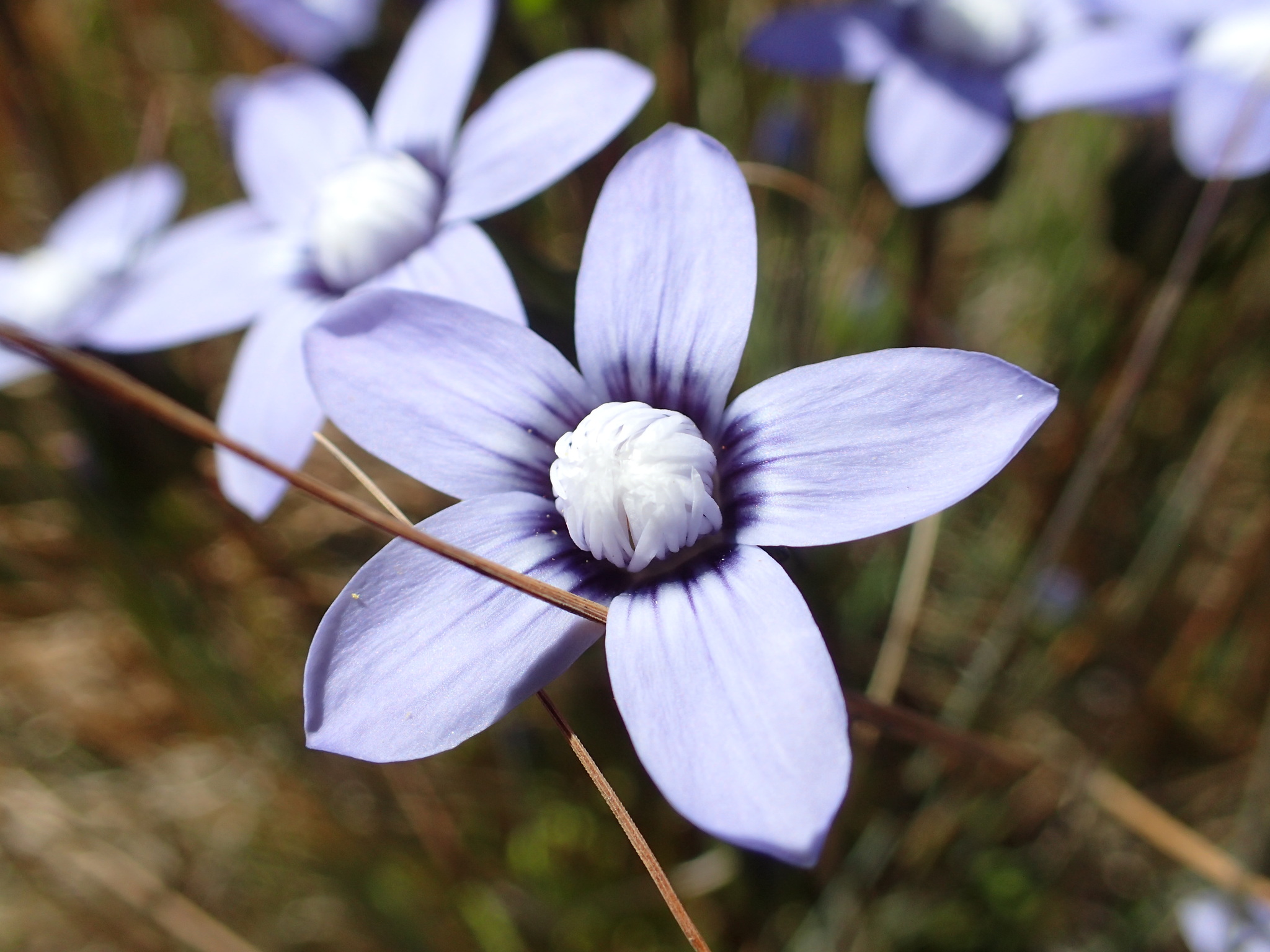 Comastoma